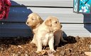 mooie Golden Retriever pups te koop, - 2 - Thumbnail
