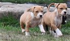 Amerikaanse Stafford-puppy's - 2 - Thumbnail