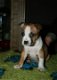 Amerikaanse Stafford-puppy's met FCI-stamboom - 1 - Thumbnail