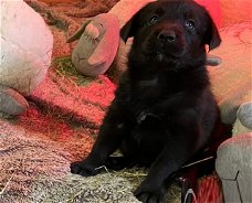 Aussiedor-puppy's: Australische herder en Labrador