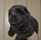 Chow Chow mannetje - 0 - Thumbnail