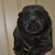 Chow Chow mannetje - 1 - Thumbnail