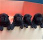 Black chow chow mannetjes te koop - 1 - Thumbnail