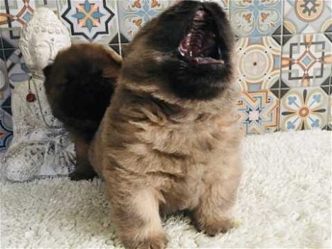 Chow Chow-puppy's mooi behaard - 1