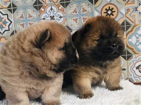 Chow Chow-puppy's mooi behaard - 2