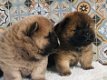 Chow Chow-puppy's mooi behaard - 2 - Thumbnail