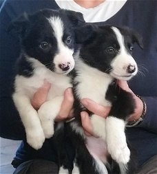 Border Collie pups