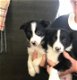 Border Collie pups - 2 - Thumbnail