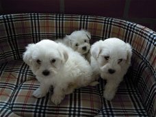 kleine raszuivere Maltese pups