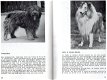 Alles over honden,Bogena,107 blz, van puppy tot senior, gst - 6 - Thumbnail