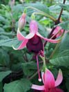 fuchsia stek en groote planten - 1