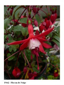 fuchsia stek en groote planten - 2