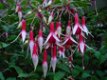 fuchsia stek en groote planten - 3 - Thumbnail