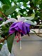 fuchsia stek en groote planten - 4 - Thumbnail