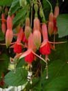 fuchsia stek en groote planten - 5