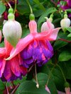 fuchsia stek en groote planten - 7