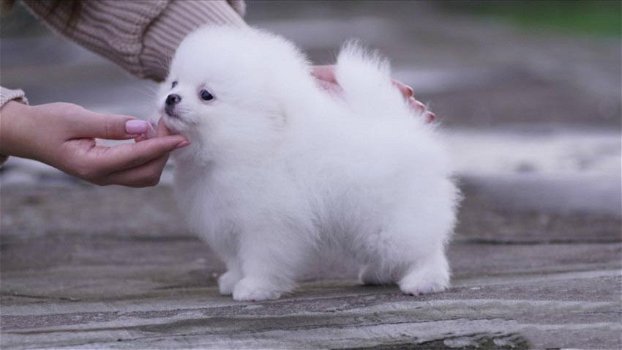 pomeriaantjes/keeshond pup reu met stamboom, - 0