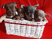 Mooie en lieve chihuahua pups - 0 - Thumbnail