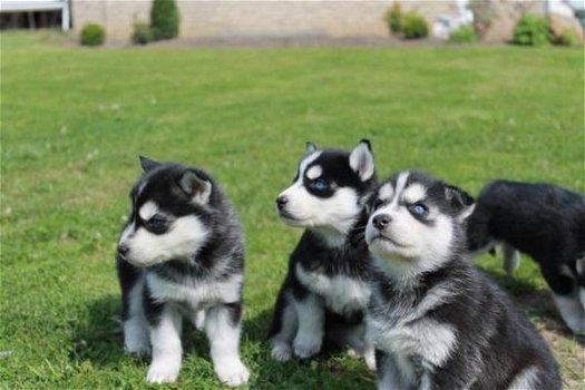 100% schone Siberische husky-pups - 0