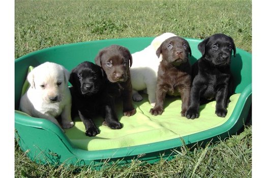 mooie labrador retriever pups - 0