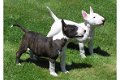 Mooie Bull Terrier Puppies - 0 - Thumbnail