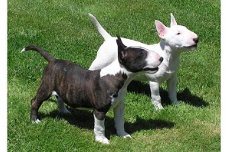 Mooie Bull Terrier Puppies