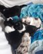 Border Collie pups - 0 - Thumbnail