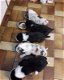 Border Collie pups - 1 - Thumbnail