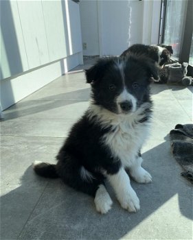 Bordercolliepups - 0