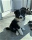 Bordercolliepups - 0 - Thumbnail