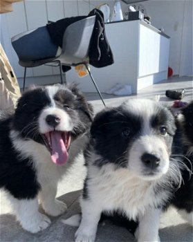 Bordercolliepups - 1