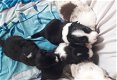 3 zwart wit border collie 's te koop - 1 - Thumbnail