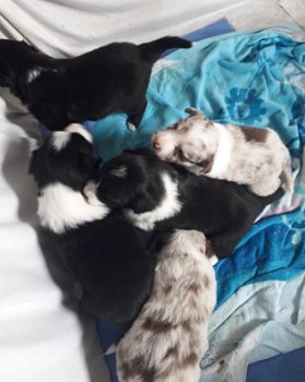 3 zwart wit border collie 's te koop - 2