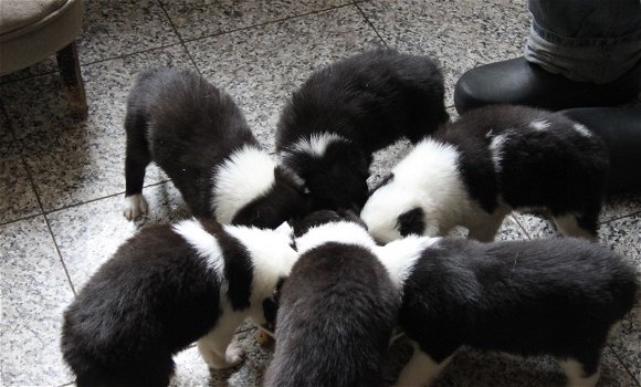 8 Border Collie pups zwart/wit - 0