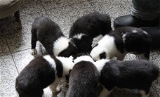 8 Border Collie pups zwart/wit