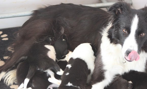 8 Border Collie pups zwart/wit - 1