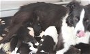 8 Border Collie pups zwart/wit - 1 - Thumbnail