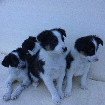 Bordercollie reutjes - 0