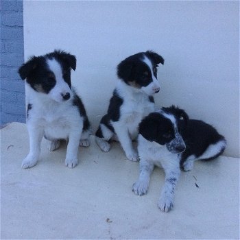 Bordercollie reutjes - 1