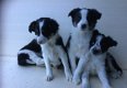 Bordercollie reutjes - 2 - Thumbnail