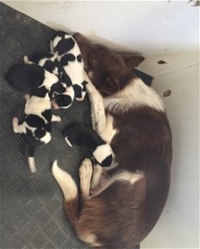 Border collie pups met stamboom - 0