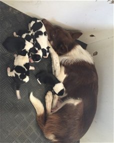 Border collie pups met stamboom