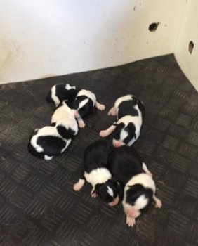 Border collie pups met stamboom - 1