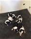 Border collie pups met stamboom - 1 - Thumbnail