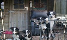 Prachtige raszuivere Border Collie pups
