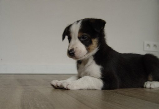 Mooie zwart-witte border collie-puppy's! - 0