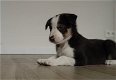 Mooie zwart-witte border collie-puppy's! - 0 - Thumbnail