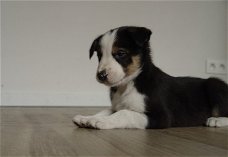 Mooie zwart-witte border collie-puppy's!