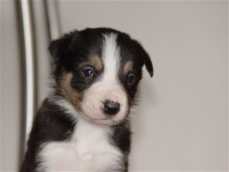 Mooie zwart-witte border collie-puppy's! - 1