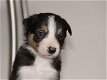 Mooie zwart-witte border collie-puppy's! - 1 - Thumbnail